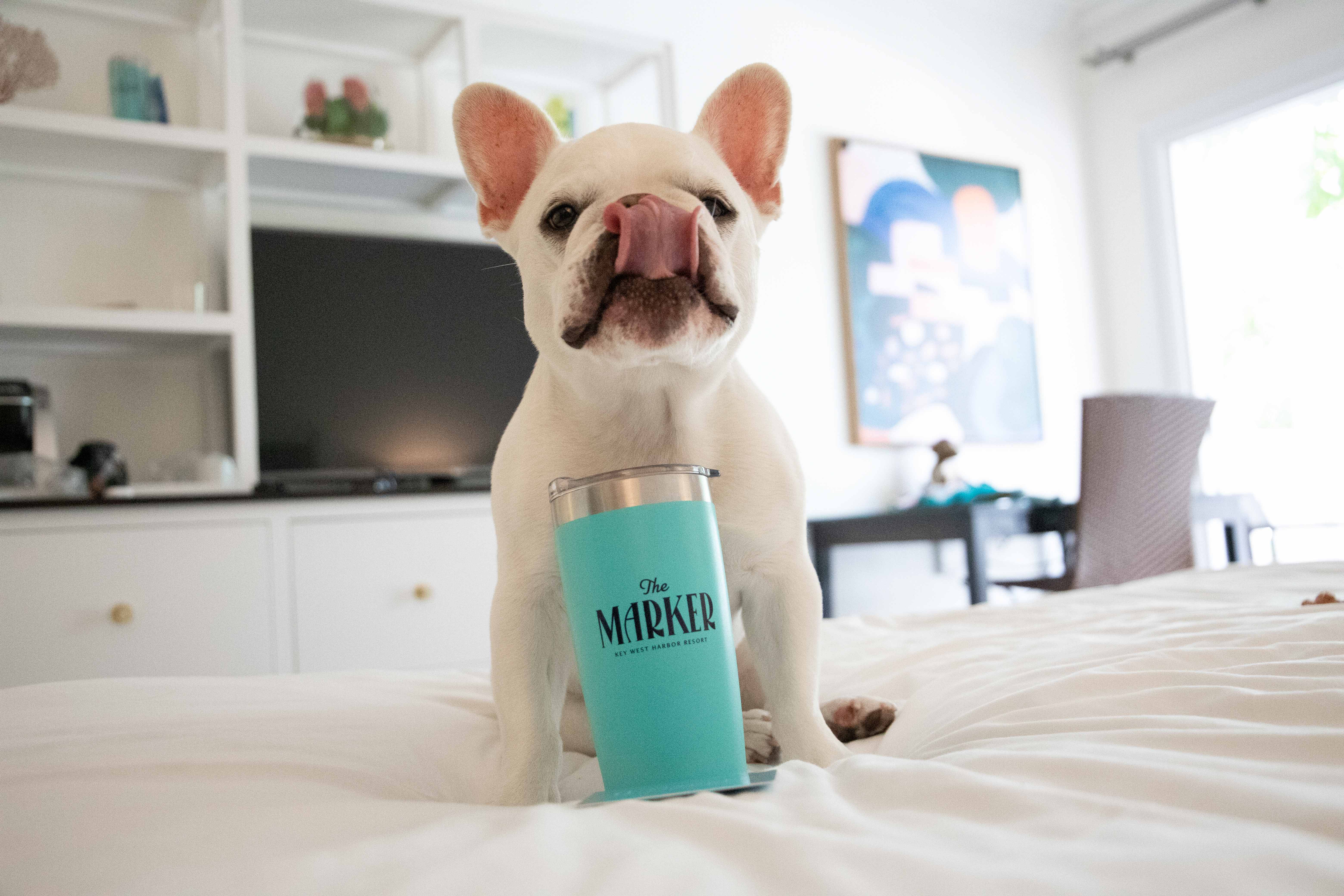 Mallow Frenchie At the Marker Key West