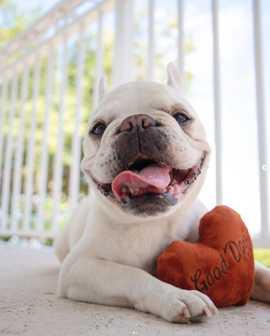 Mallow Frenchie Miami Pet Influencer
