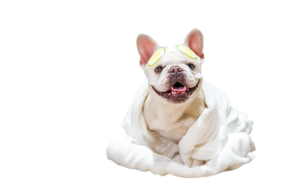 Mallow Frenchie Miami Pet Influencer