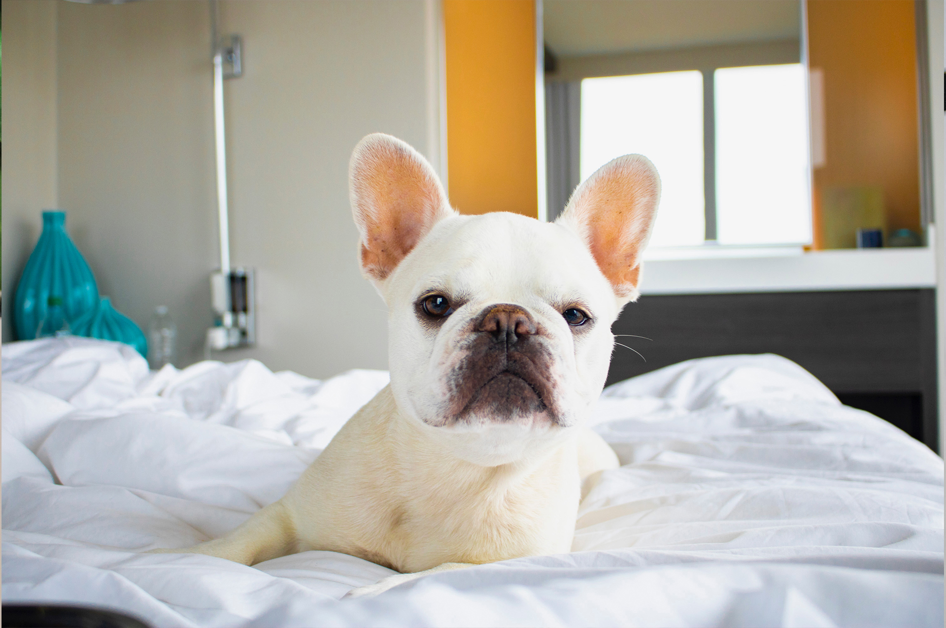 Mallow Frenchie Miami Pet Influencer
